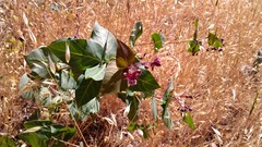 Asclepias cordifolia