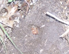 Eremobatidae