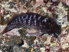 Imitator Blenny photo 2