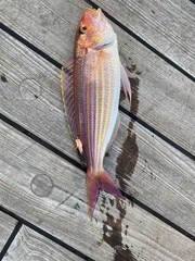 Golden Threadfin Bream photo 2