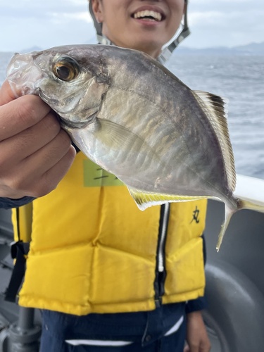 Whitefin trevally (Carangoides equula) — Carangidae