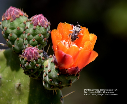 Woollyjoint Pricklypear