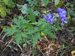 Aconitum taigicola