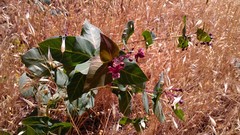 Asclepias cordifolia