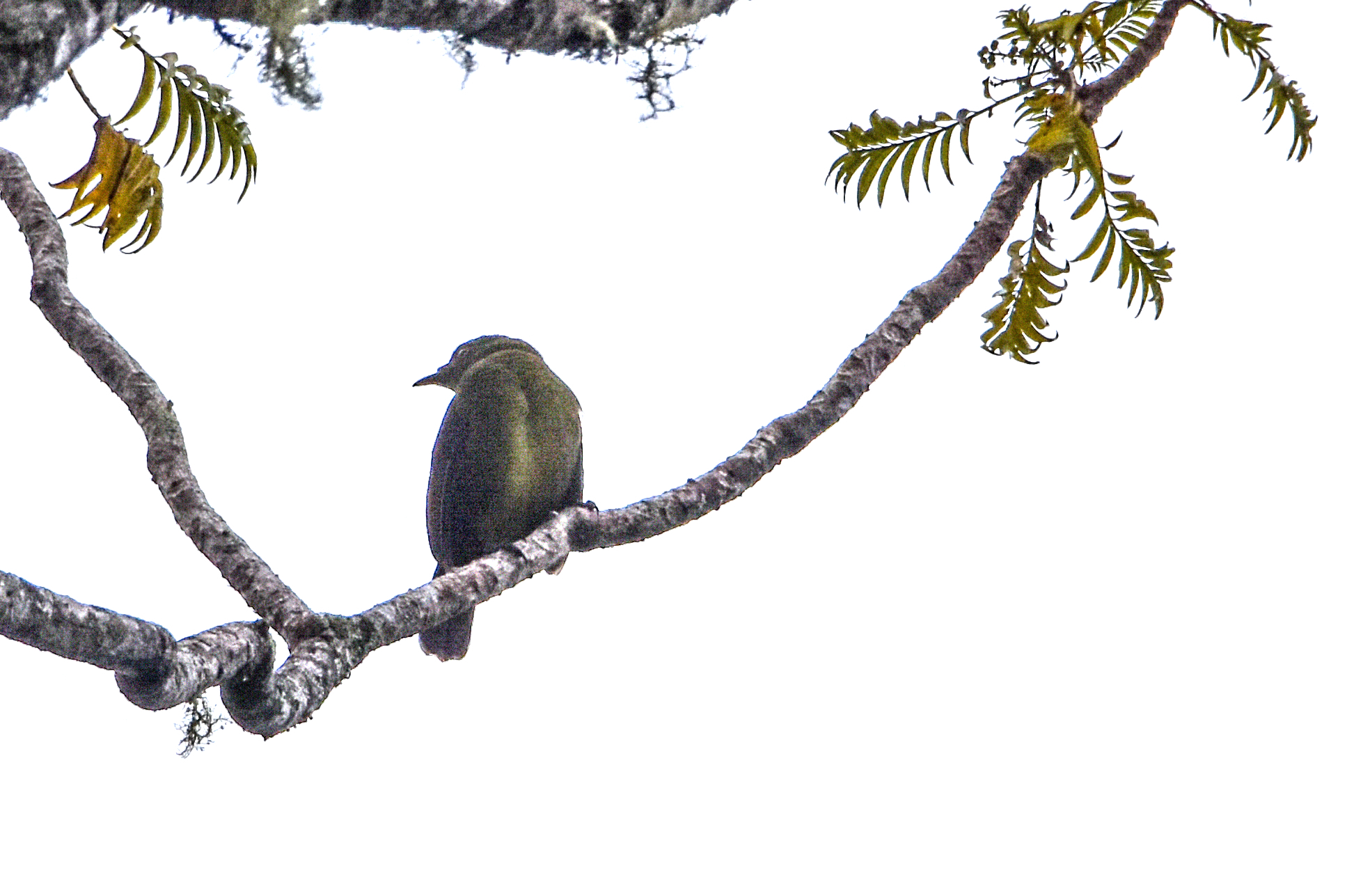 Loria's Satinbird (Cnemophilus loriae), photo 1