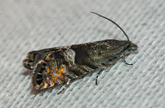 Sereda tautana