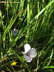 Calochortus umbellatus