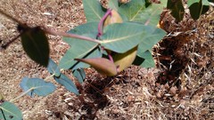 Asclepias cordifolia