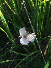 Calochortus umbellatus