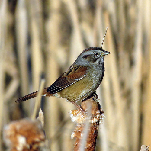 Northern Swamp Sparrow