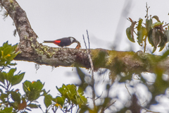 Mountain Peltops photo 4