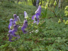 Aconitum taigicola