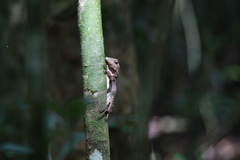 Lophosaurus spinipes