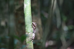 Lophosaurus spinipes