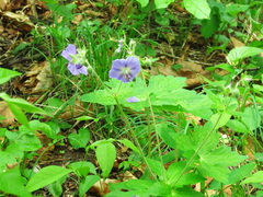 Geranium platyanthum