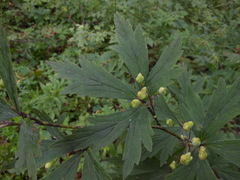 Aconitum taigicola