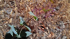 Asclepias cordifolia