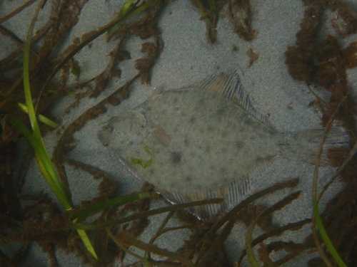 Starry Flounder