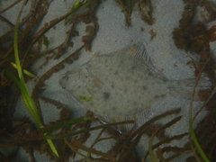Starry Flounder photo 5