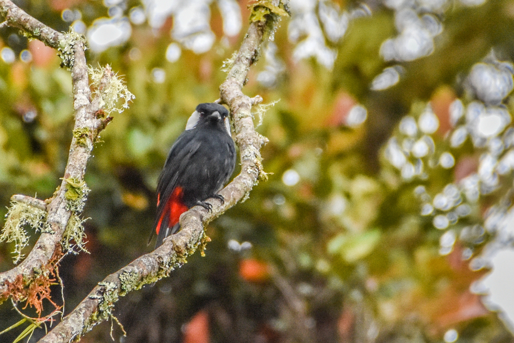 Mountain Peltops