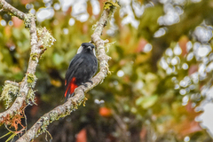 Mountain Peltops photo 1