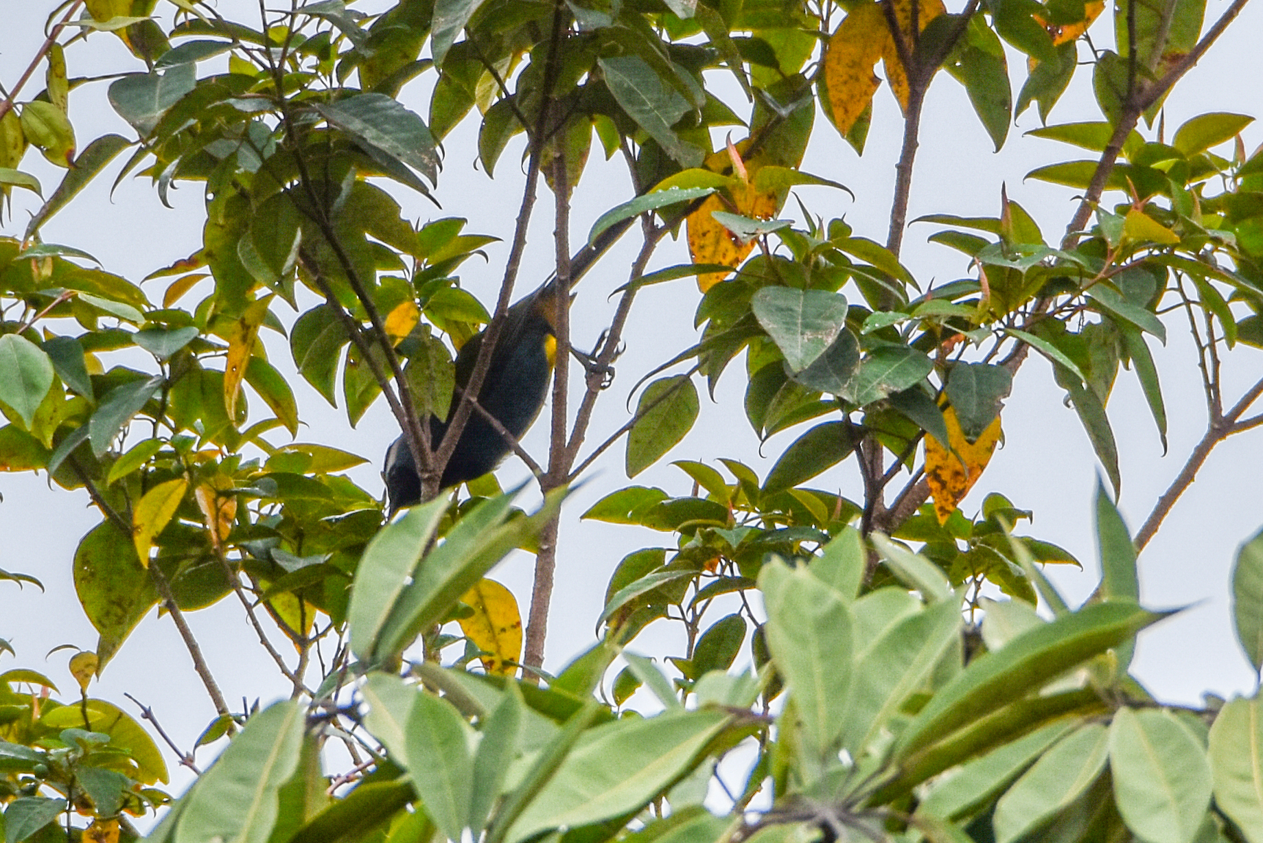 Eastern Crested Berrypecker (Paramythia montium), photo 6