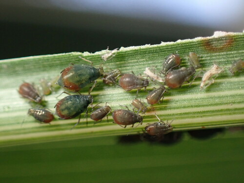 Bird Cherry-oat Aphid photo 5