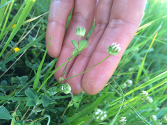 Trifolium microdon