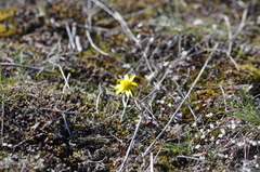 Crocidium multicaule