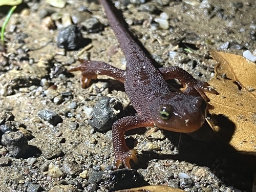 iNaturalist observation photo of California Newt