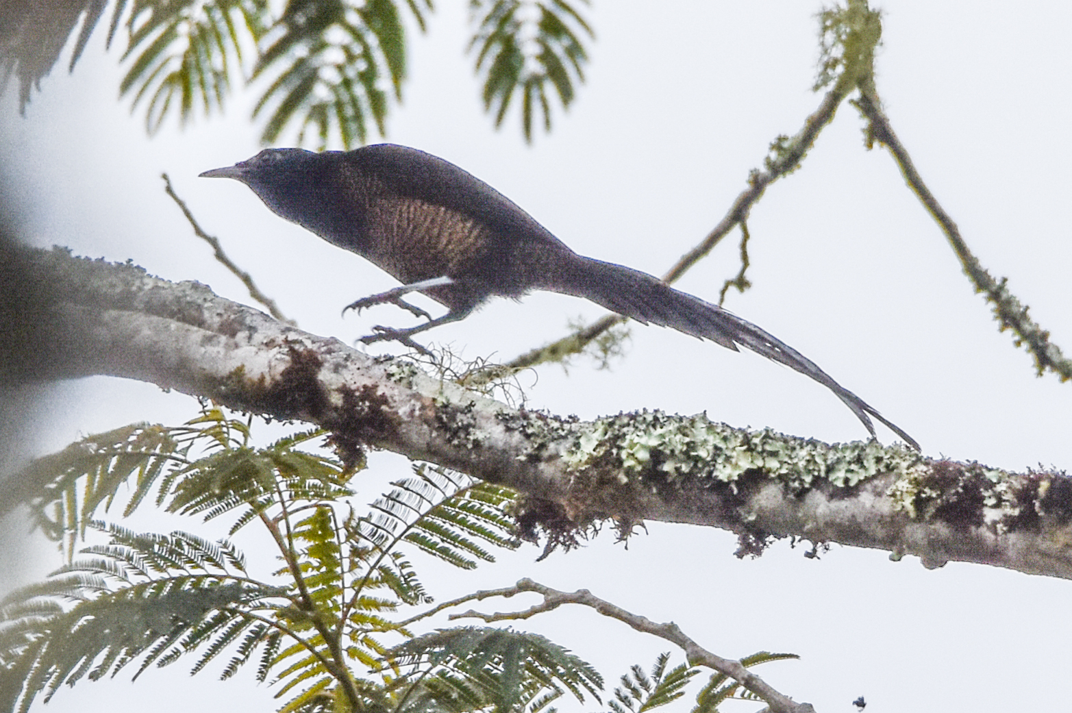 Princess Stephanie's Astrapia (Astrapia stephaniae), photo 9