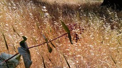 Asclepias cordifolia