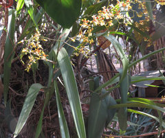 Oncidium sphacelatum