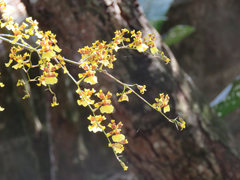 Oncidium sphacelatum