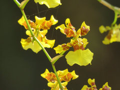 Oncidium sphacelatum