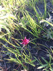 Trifolium depauperatum