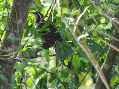 Dromococcyx phasianellus