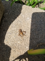 Gryllodes sigillatus