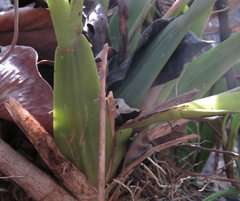 Oncidium sphacelatum