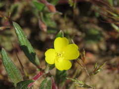 Camissoniopsis confusa