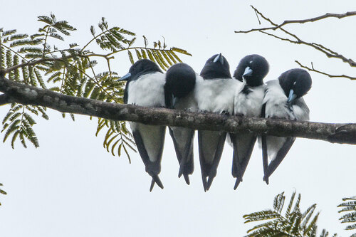 Great Woodswallow (Artamus maximus), photo 7