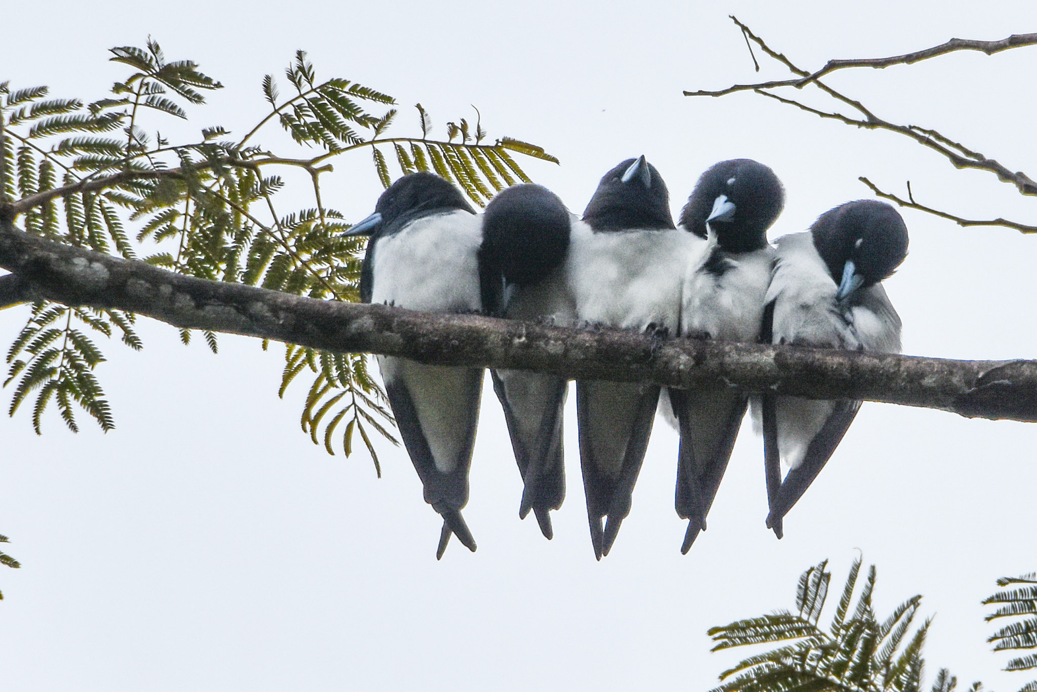Great Woodswallow (Artamus maximus), photo 7