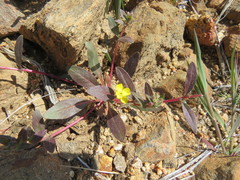 Camissoniopsis confusa