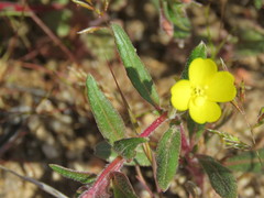 Camissoniopsis confusa