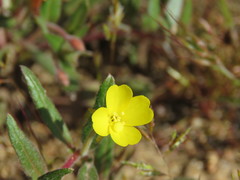 Camissoniopsis confusa