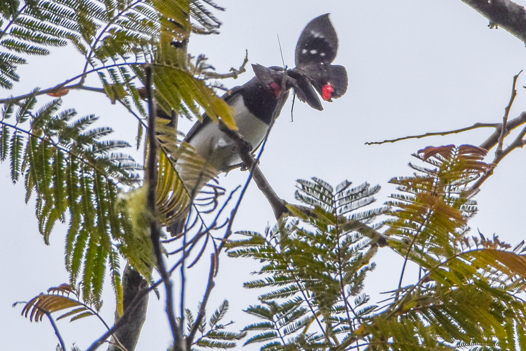 Great Woodswallow (Artamus maximus), photo 8