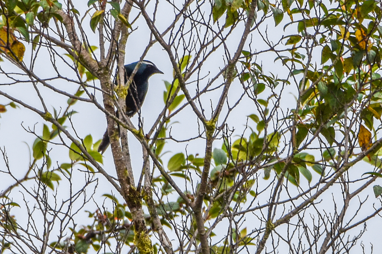 Eastern Crested Berrypecker (Paramythia montium), photo 1