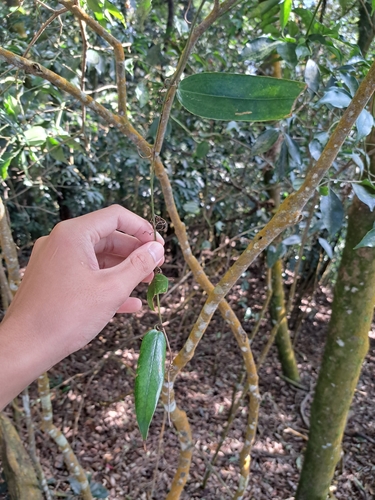Image of Smilax glabra by (c) vrxz, some rights reserved (CC BY-SA)