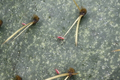 Hesperolabops gelastops