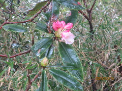 Rhododendron pseudochrysanthum